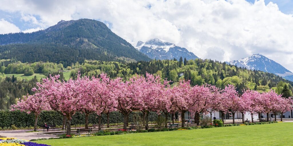 cherry orchard, beautiful flowers, flower wallpaper, cherry blossoms, cherry blossom trees, ornamental cherry, sakura, flower background, park, blossoms, mountains, landscape, nature, garden, spring, flowers